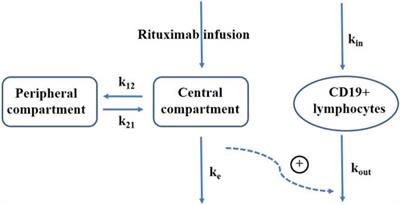 Using real-world data to inform dosing strategies of rituximab for pediatric patients with frequent-relapsing or steroid-dependent nephrotic syndrome: a prospective pharmacokinetic-pharmacodynamic study